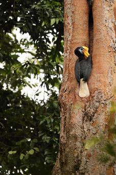アカコブサイチョウ アカコブサイチョウ アカコブサイチョウ,野鳥,野生動物の写真素材