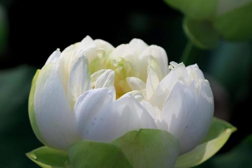 蓮の花 蓮の花の写真