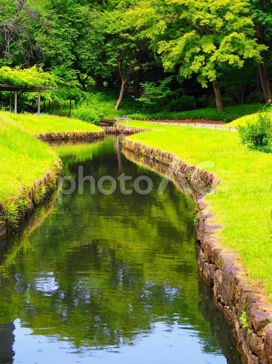 小石川後楽園　藤棚周辺の水路 小石川後楽園,庭園,和の写真素材