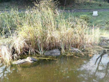 水面に揺れる陽光 水面,池,自然の写真素材