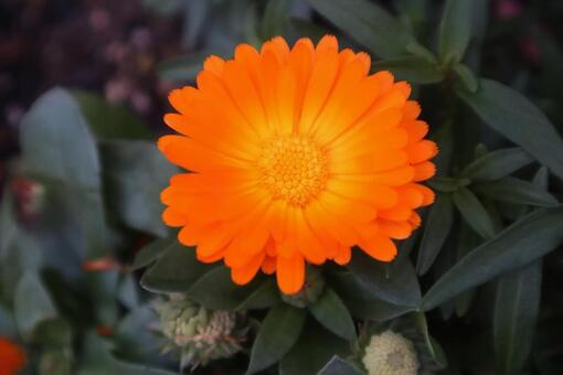 ポットマリーゴールド カレンデュラ,花,flowerの写真素材