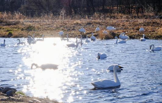夕刻の光に照らされた白鳥の群れ 夕刻の光に照らされた白鳥の群れの写真