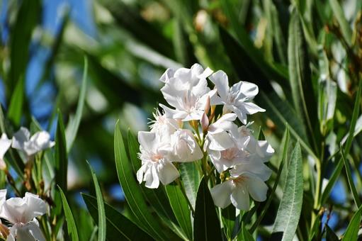 Oleander, JPG
