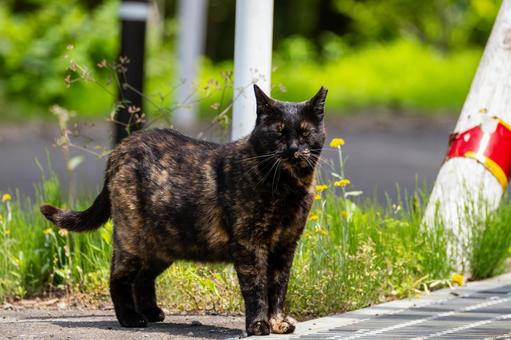 猫(77) 猫(77) 猫,食肉目,ネコ科の写真素材
