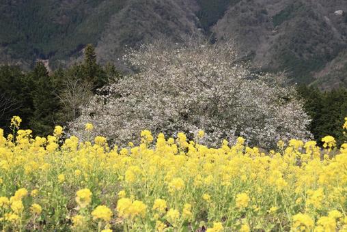 Cherry blossoms and rape blossoms, JPG