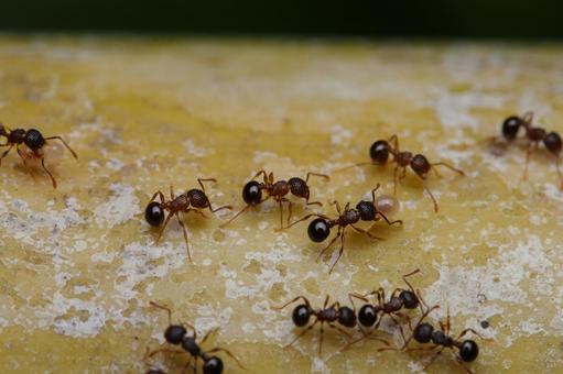 アミメアリの写真