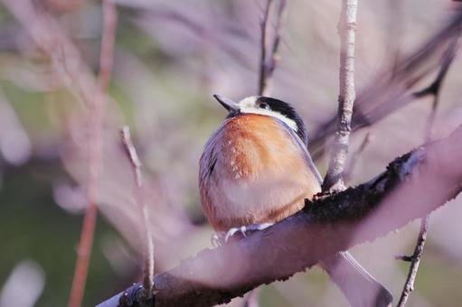 枝の上で丸くなった可愛いヤマガラ 枝の上で丸くなった可愛いヤマガラ 鳥,ヤマガラ,自然の写真素材