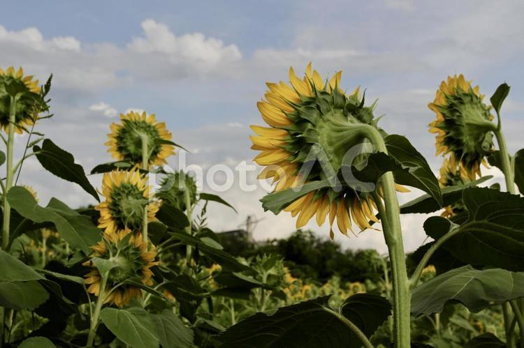 後ろから見たひまわり ひまわり,ひまわり畑,夏の写真素材