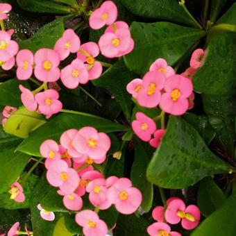 ピンクの花キリンの花 ピンクの花キリンの花 花,ハナキリン,花キリンの写真素材