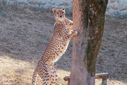 立ち上がって爪を研ぐチーター チーター,ほぼねこ,動物の写真素材