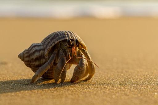 ヤドカリが夕暮れの砂浜を歩く ヤドカリが夕暮れの砂浜を歩くの写真