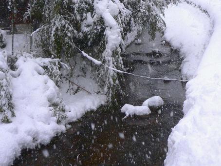 大雪で木に積もった雪と川1 冬,大雪,雪の写真素材