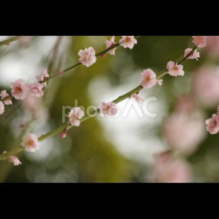梅林の梅 梅,梅林,梅の花の写真素材