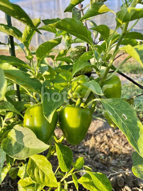 家庭菜園の夏野菜　8 家庭菜園,菜園,畑の写真素材
