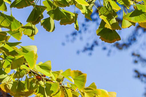 黄緑色の銀杏と青空のフレーム イチョウ,黄葉,紅葉の写真素材