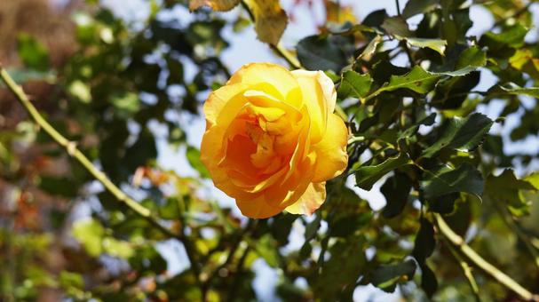 【花の写真】ばらの花 rose,植物,園芸の写真素材