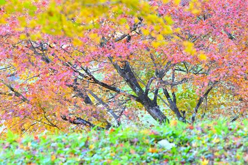 色とりどりで綺麗なもみじの紅葉 そのまんま公園,小高い丘,紅葉の写真素材