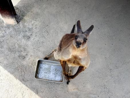 見つめるカンガルー 動物,生物,動物園の写真素材