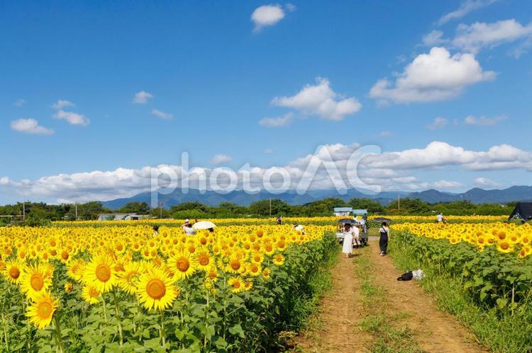 太陽の花明るい気持ちになる向日葵 ひまわり,8月,空の写真素材