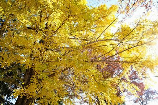 イチョウの木 イチョウ,木,秋の写真素材