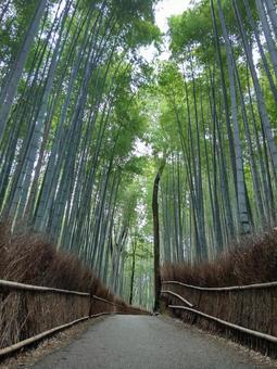 竹林の小径 竹林の小径の写真