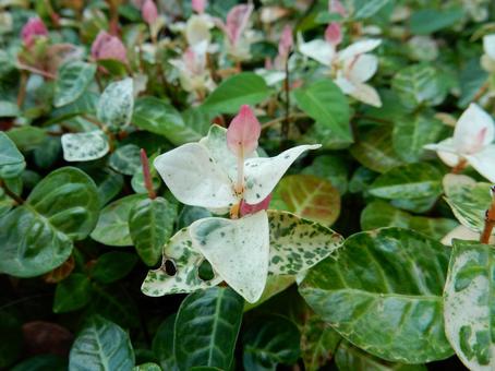 【f花の写真】 ハツユキカズラ 【f花の写真】 ハツユキカズラの写真