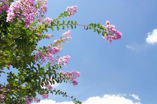 百日紅-71 百日紅-71の写真