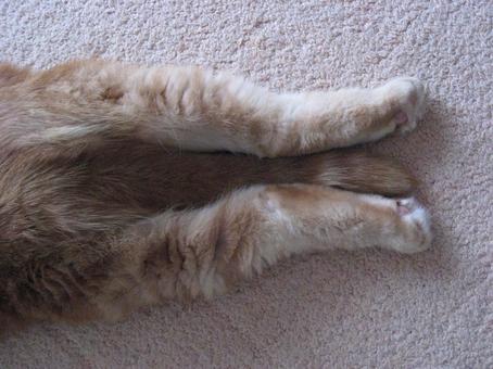 猫の足 猫の足の写真