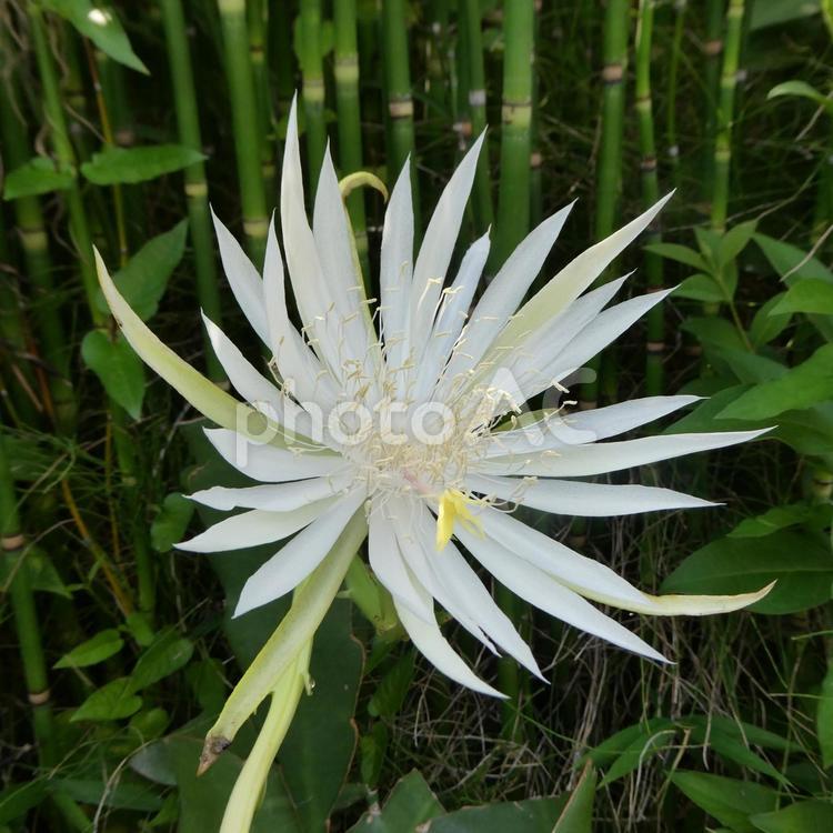 孔雀サボテンの花 宵待孔雀 花,孔雀サボテン,宵待孔雀の写真素材