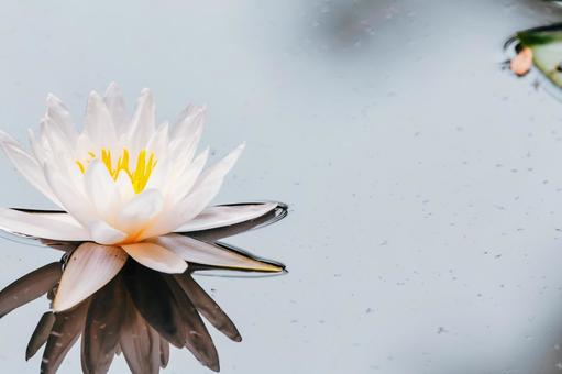 Photo, lotus, flower, plant, 