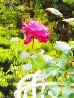 上向きに咲く薔薇 上向きに咲く薔薇の写真