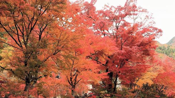 11月の河口湖もみじ回廊の紅葉 紅葉,秋,もみじの写真素材