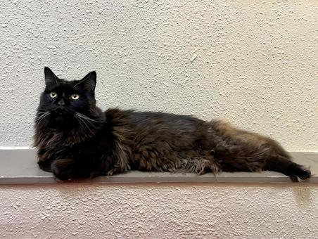 落ち着いた猫２ 猫,黒,黒猫の写真素材