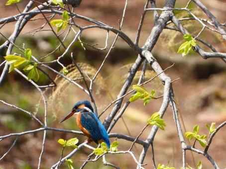 池そばの木の枝にとまるカワセミ2 池そばの木の枝にとまるカワセミ2 カワセミ,鳥,鳥類の写真素材