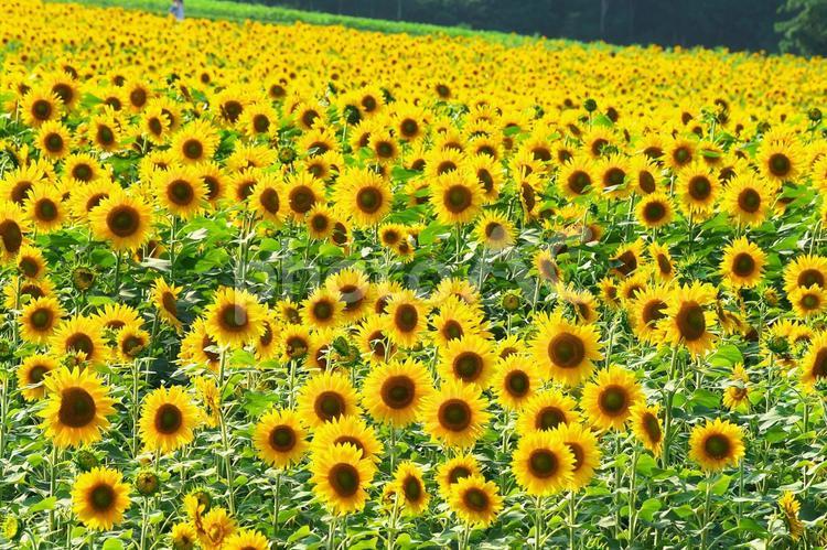 北竜町のひまわり畑 ひまわり畑,旅行,夏の写真素材