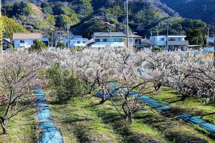 白い可憐な花が咲く梅畑の風景 梅,白梅,美しいの写真素材