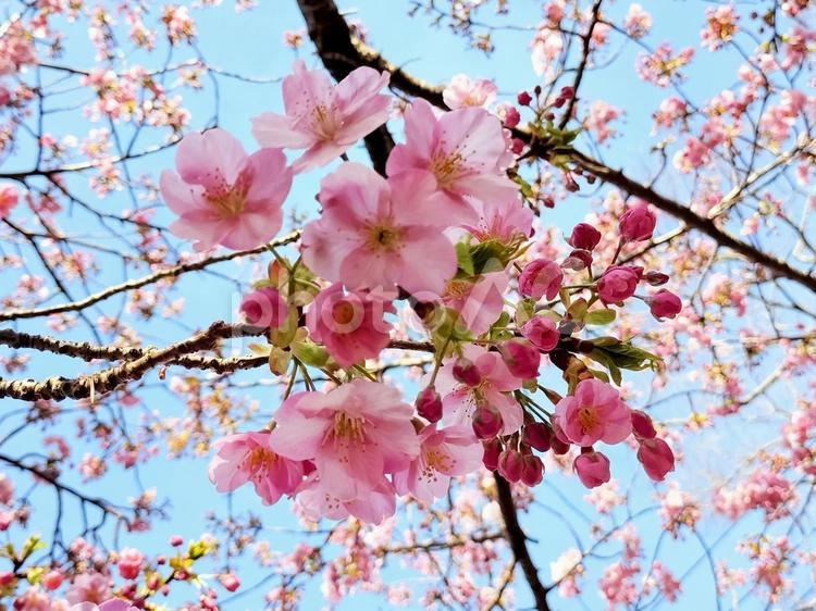 河津桜　静岡県沼津市井田にて 河津桜,春,井田の写真素材
