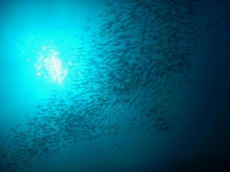 魚群 魚群の写真