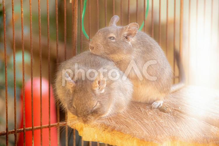 うさぎ うさぎ,兎,動物の写真素材