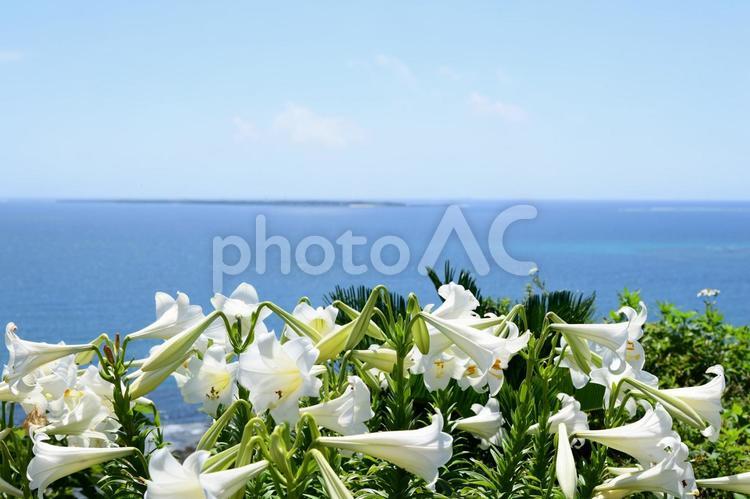 白いユリの花と青い海 花,百合,ユリの写真素材