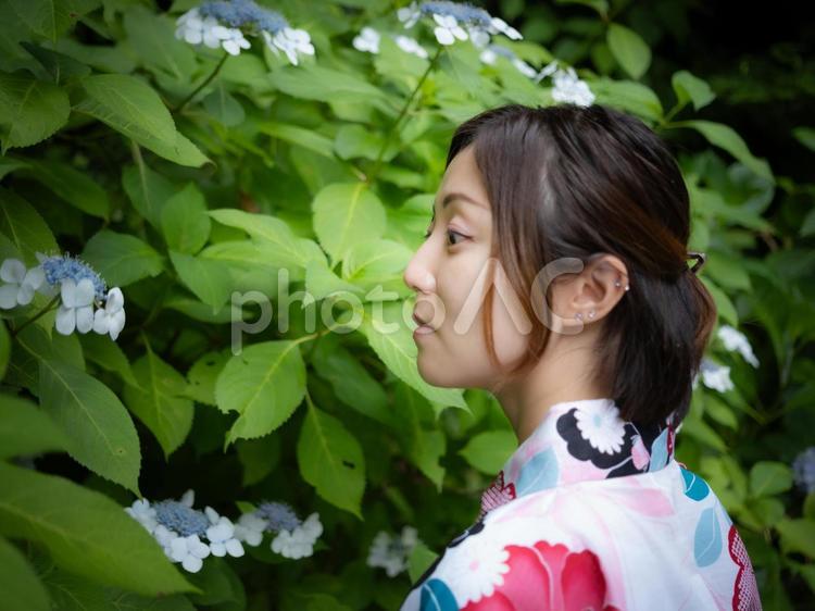 32：紫陽花と浴衣の女性 紫陽花,あじさい,浴衣の写真素材