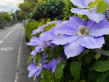淡い色のテッセン 淡い色のテッセン テッセン,クレマチス,花の写真素材