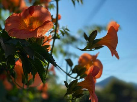 Trumpet Creeper, JPG Trumpet Creeper, JPG