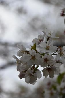 桜(染井吉野・ソメイヨシノ) 桜(染井吉野・ソメイヨシノ)の写真
