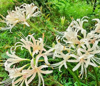 初秋の白い彼岸花 曼珠沙華 初秋の白い彼岸花 曼珠沙華の写真