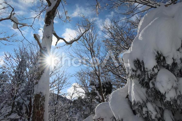 冬の森の朝 冬,雪,青空の写真素材