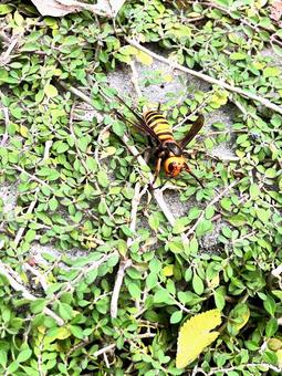 地面に落ちたスズメバチ ハチ,蜂,オオスズメバチの写真素材