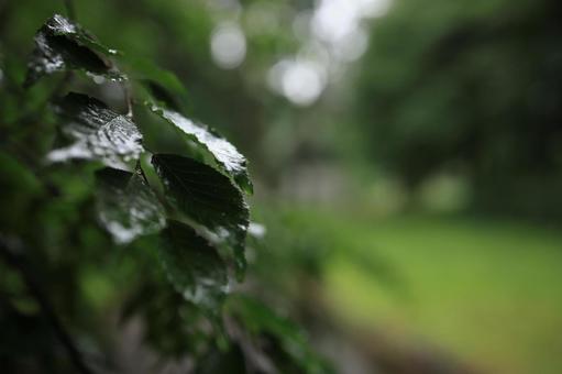 雨の中のきらめき 雨の中のきらめき 雨,梅雨,水滴の写真素材