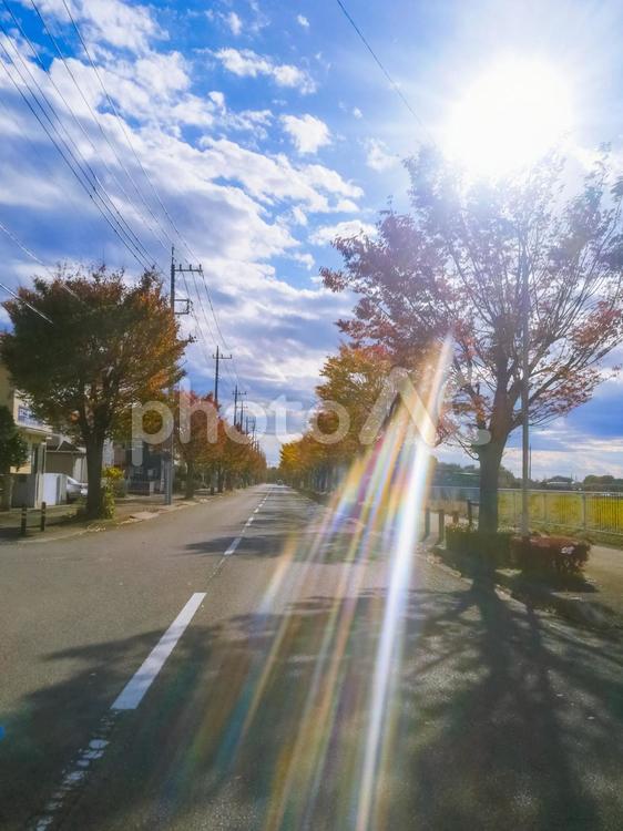 青空と太陽と紅葉と道路 空,青空,晴天の写真素材