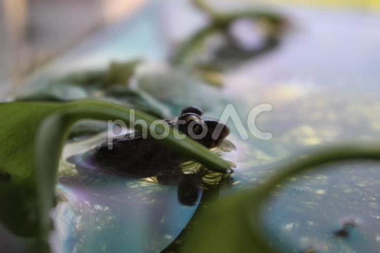 ヌマガエル1 ヌマガエル,沼蛙,カエルの写真素材
